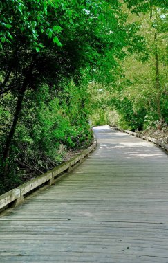 Ağaçların Arasında Yürüyen Tahta Geçit