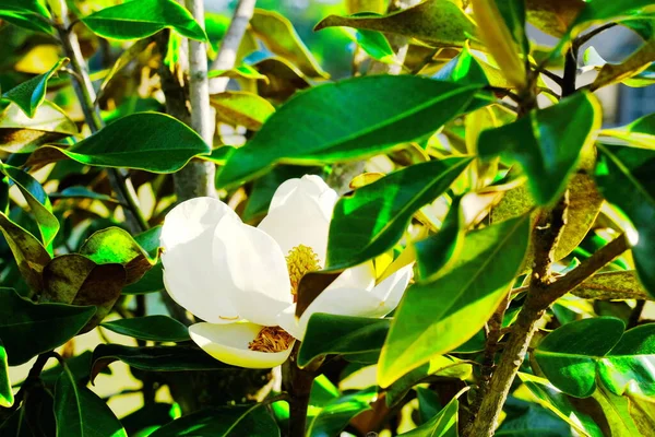 Magnolia in Full Bloom — Stock Photo, Image