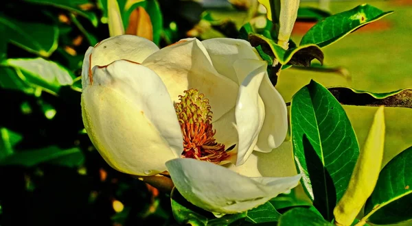 Magnolia in Full Bloom — Stock Photo, Image