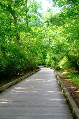 Odun Yolu Uzağa Kıvrılıyor
