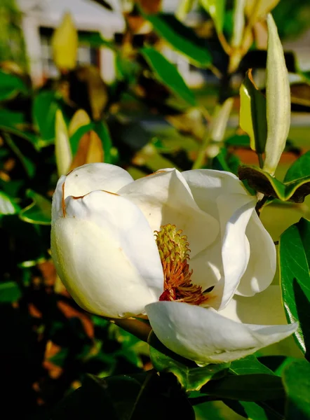 Magnolia in Full Bloom — Stock Photo, Image