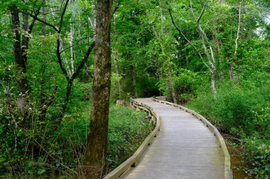 Yol Eğrisini Geç Ağacı