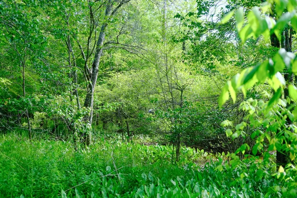Foresta Verde in primavera — Foto Stock