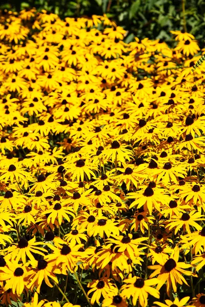 Field of Black-Eyed Susans — Stock Photo, Image