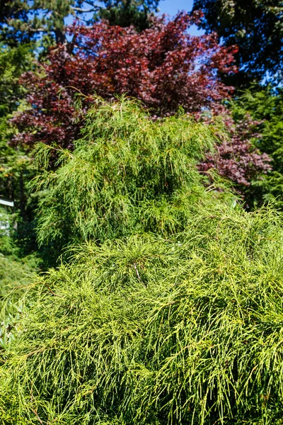 Árboles verdes y rojos en el jardín —  Fotos de Stock