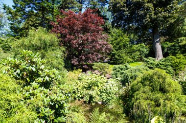 Selvi ağaçları ve Japon Maples