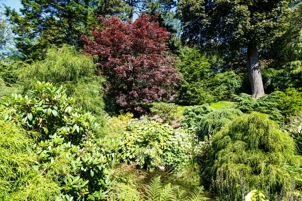 Cypress Trees and Japanese Maples — Stock Photo, Image