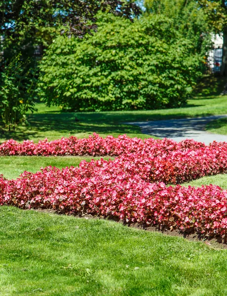 Líneas de flores rosadas en el césped verde —  Fotos de Stock