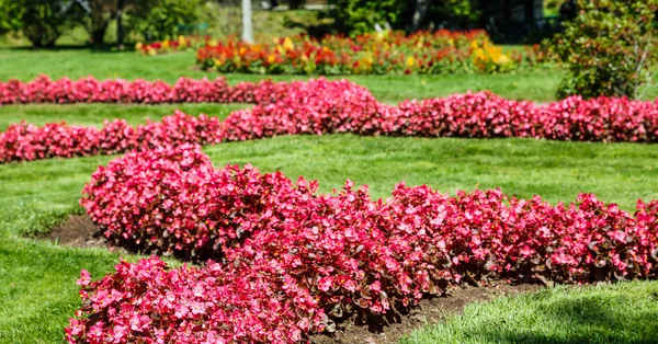 Lits de fleurs roses dans un jardin vert — Photo