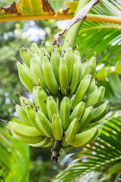 Green Bananas Growing in Tree — Stock Photo, Image