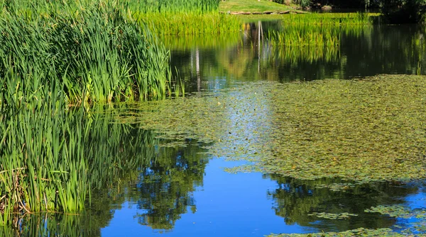リリーズと青い水の中の草 — ストック写真