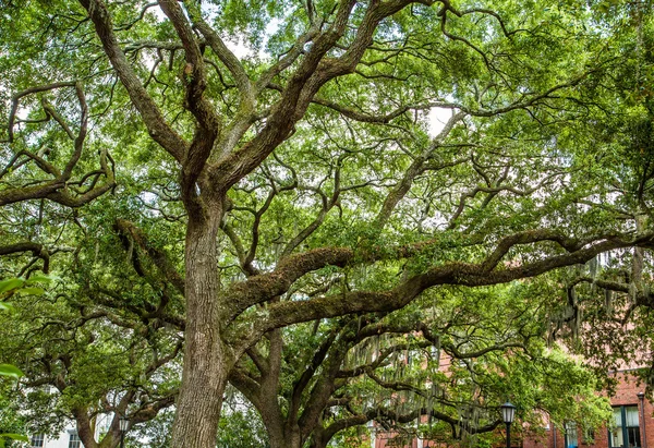 Árboles de roble con musgo español en Savannah Park —  Fotos de Stock