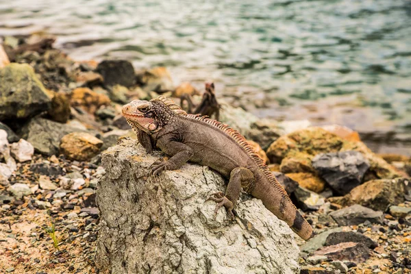 Iguana on Rock Looking at Camera — Stock Photo, Image