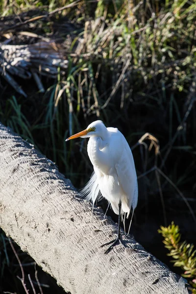 Snowy Egret on Log — Stock Photo, Image