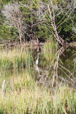 ak balıkçıl yansıma