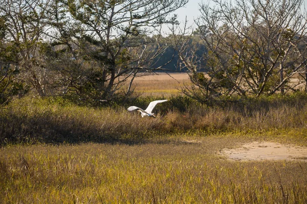 Snowy Egret Flying Across Wetland Marsh — Stock Photo, Image
