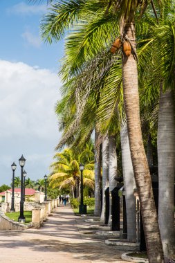 Palm çizgili kaldırım.