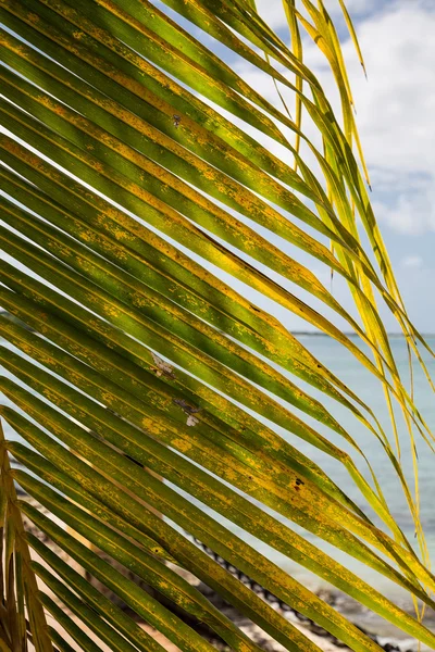 棕榈叶上海洋 — 图库照片