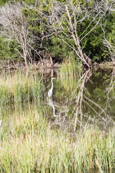 White Egret Wading Through Marsh — Stock Photo, Image