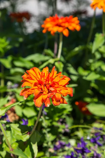 Beautiful Tropical Orange Flowers — Stock Photo, Image