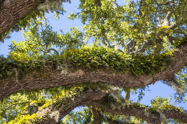 Green Ferns on Oak Limbs