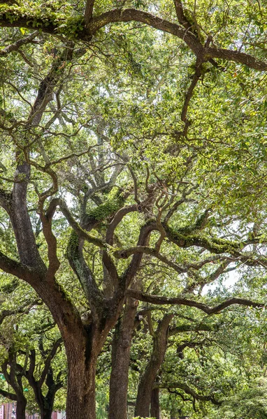 Árboles de roble viejo en el parque — Foto de Stock