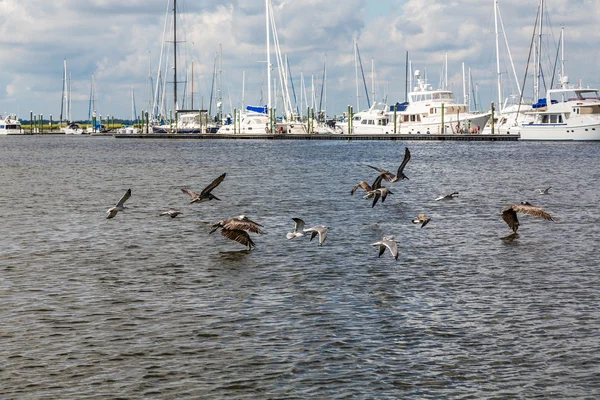 Flock of Sea Birds Flying Past  Marina — Stock Photo, Image