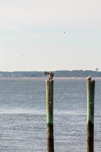 Pelican Preening on Post — Stock Photo, Image