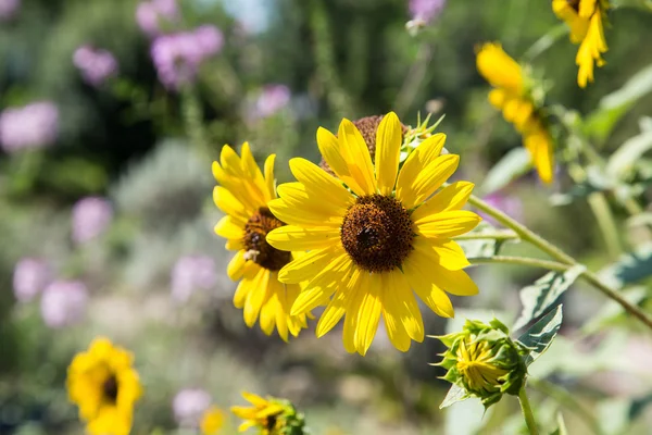 Yellow Daisies in Garden with Bees — Stock Photo, Image