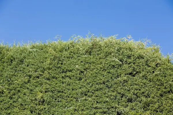 Stały zielony żywopłot przy bezchmurnym niebie — Zdjęcie stockowe