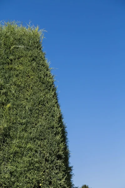 Copertura verde verticale e cielo blu — Foto Stock