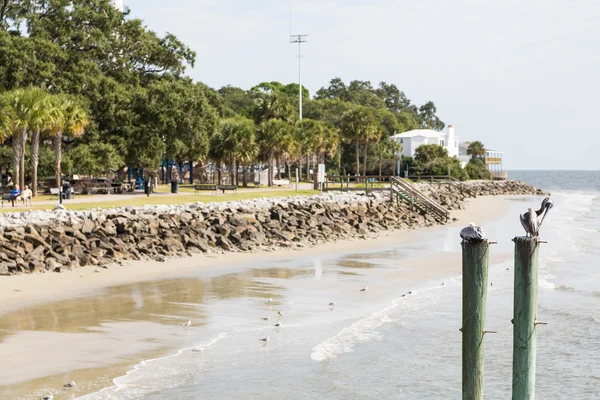 Pelicans on Posts with Park in Background — Stock Photo, Image