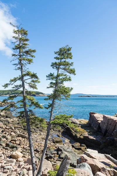 Dos pinos en la costa rocosa cerca de Bar Harbor —  Fotos de Stock