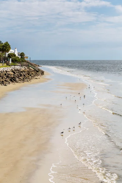 Seagulls Between Surf and Seawall — Stock Photo, Image