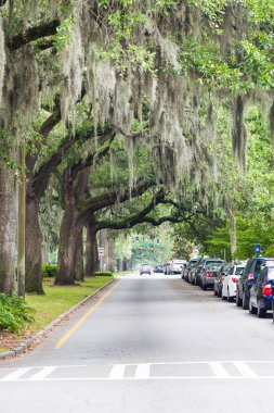 Yolda bir Güney Oaks altında park etmiş arabalar