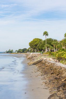 Sahilde Seawall ve Palm Tree