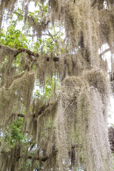Moss español colgando de los árboles del sur —  Fotos de Stock