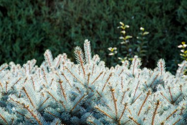 Yeşil zemin üzerine mavi çam dalları