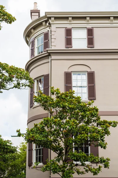 Magnolia door oude Brown gips gebouw — Stockfoto