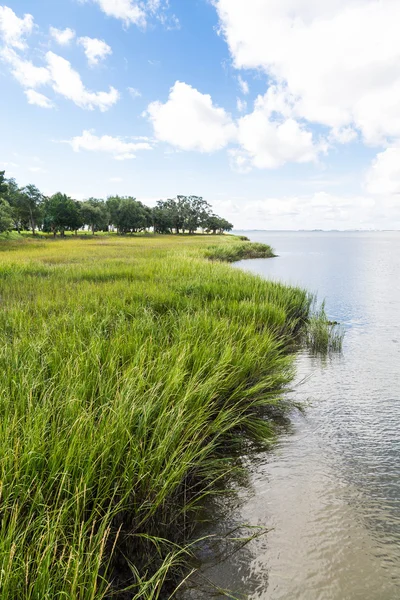 Marsh zielona trawa pod błękitne niebo — Zdjęcie stockowe