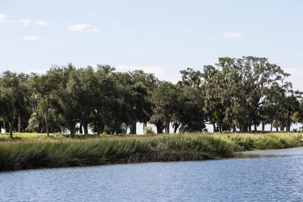 沼泽岸上的树木 — 图库照片