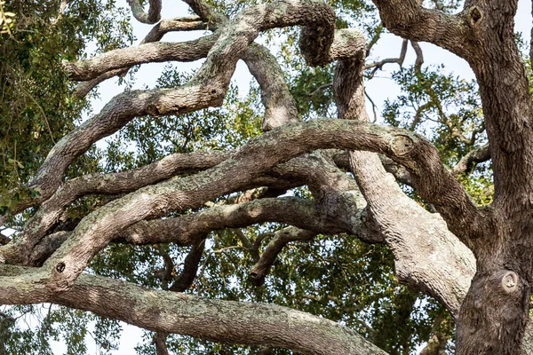 Many Gnarled Oak Limbs — Stock Photo, Image