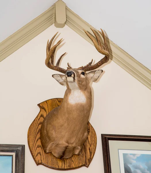 Deer Head Mounted on White Wall — Stock Photo, Image