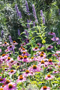 Altın pembe ve mor çiçekler