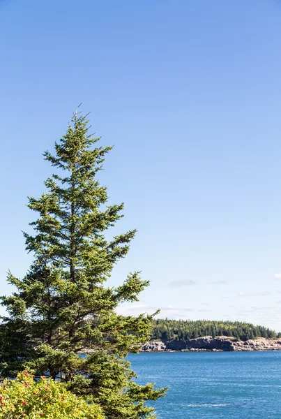 Fir Tree on Blue Water — Stock Photo, Image