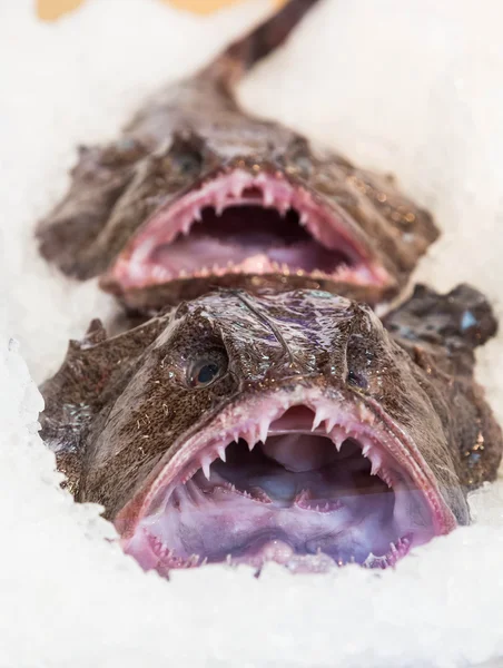 醜い魚 — ストック写真