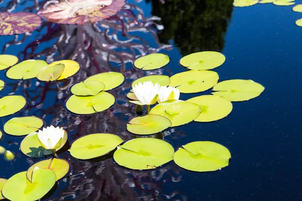 Two Water Lillies on Blue — Stock Photo, Image