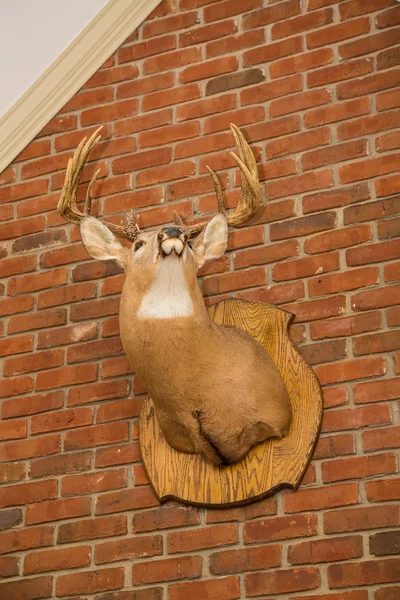 Głowa jelenia montowane na mur z cegły — Zdjęcie stockowe