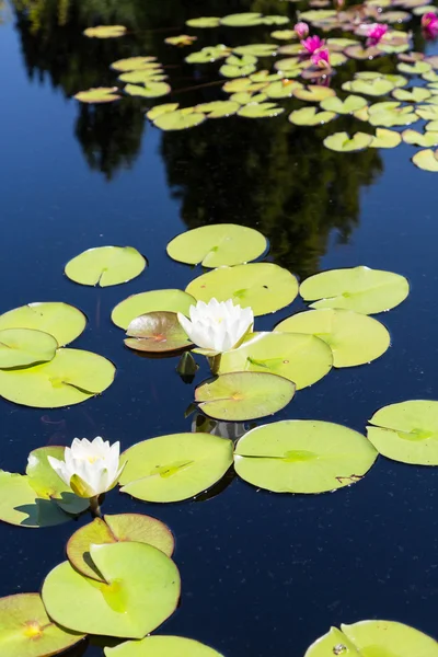 Vit Lillies med rosa i bakgrunden — Stockfoto