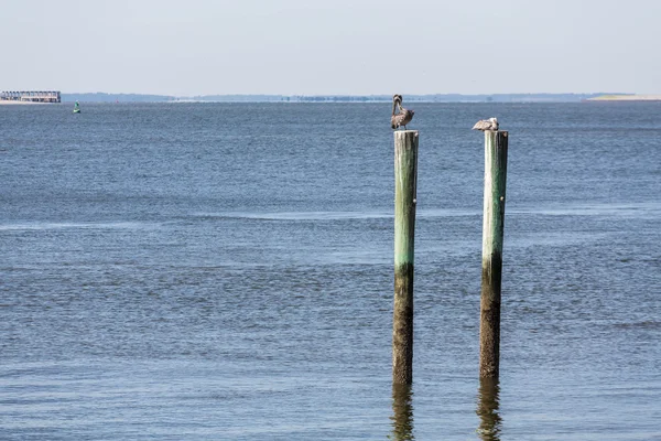 Two Pelicans on Old Wood Posts — Stock Photo, Image